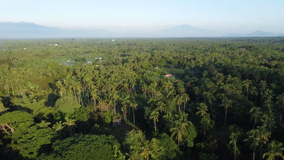Pohon sagu raksasa di Kampung Abar
